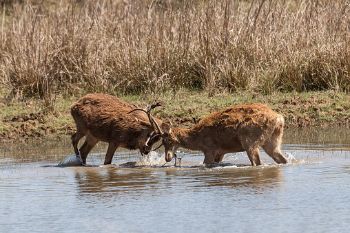 Two wild stag Barasingha Deer, aka Swamp Deer, Rucervus duvaucelii, practising their rutting techniques at the edge of a lake in Kanha National Park, Madhya Pradesh, central India.
