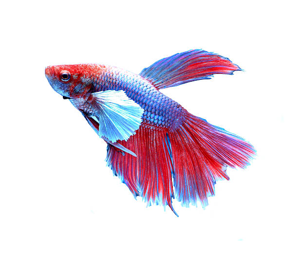 istock siamese fighting fish , betta isolated on white background. 469207524