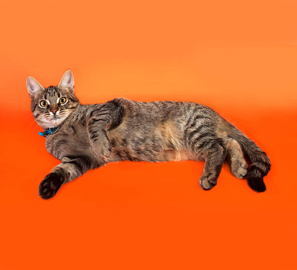 istock Tabby kitten with yellow eyes in blue collar 469210636