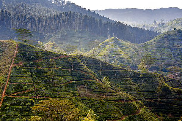 istock Tea plantation, Sri Lanka 469210730