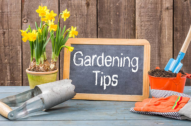 istock Chalkboard on a plant table with the text Gardening Tips 469210770
