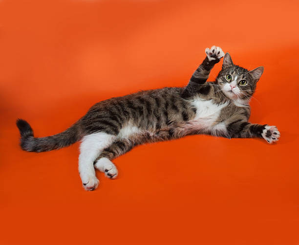 istock White and striped spotted cat plays on orange 469211252