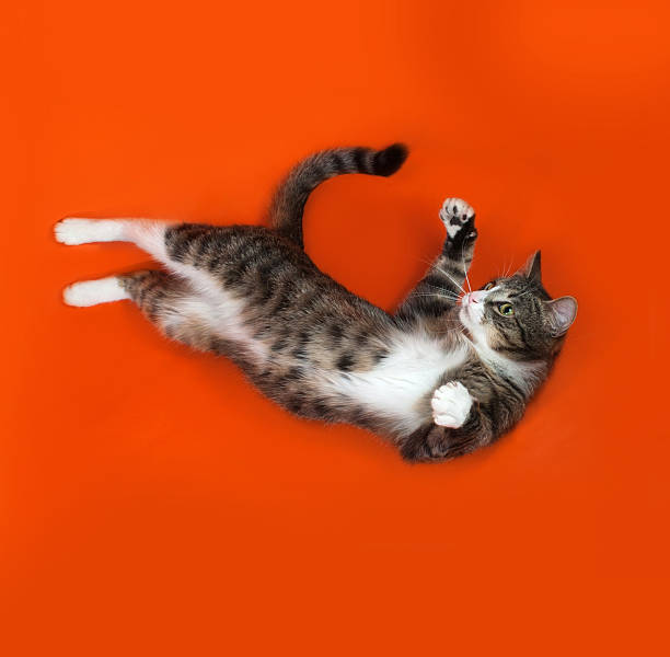 istock White and striped spotted cat plays on orange 469211256