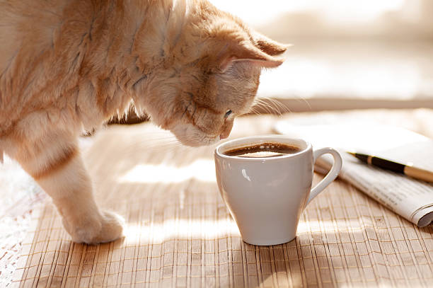 istock cat looking for a mug of coffee 469211820