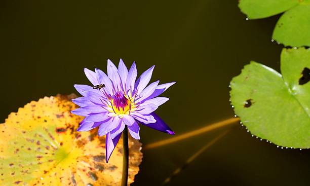 istock flower Water lily bee 469211942