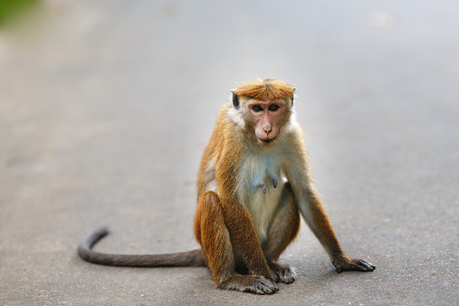 Monkey in royal botanic garden, Sri LankaMonkey in royal botanic garden, Sri Lanka