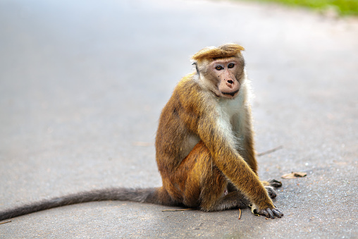 Monkey in royal botanic garden, Sri Lanka