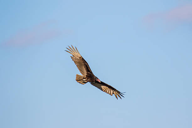 istock Turkey Vulture flying and looking down 469212678