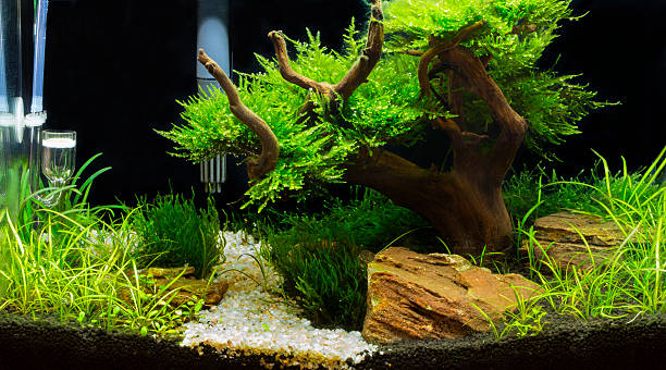 istock green beautiful planted tropical freshwater aquarium 469212816