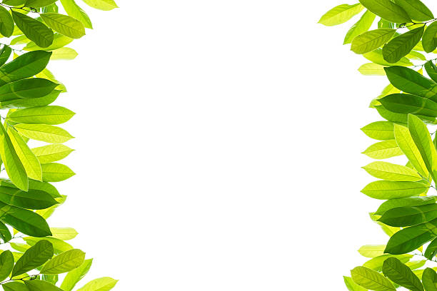 istock Green leaves on a white background 469212870