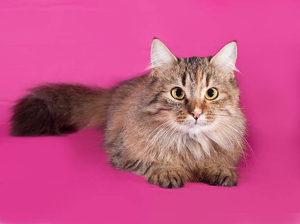 istock Tricolor cat lies on pink 469213142