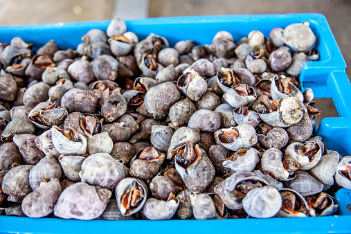 Peruvian shellfish at the dockside