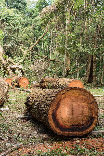 istock cut of very large tree in forest 469213848