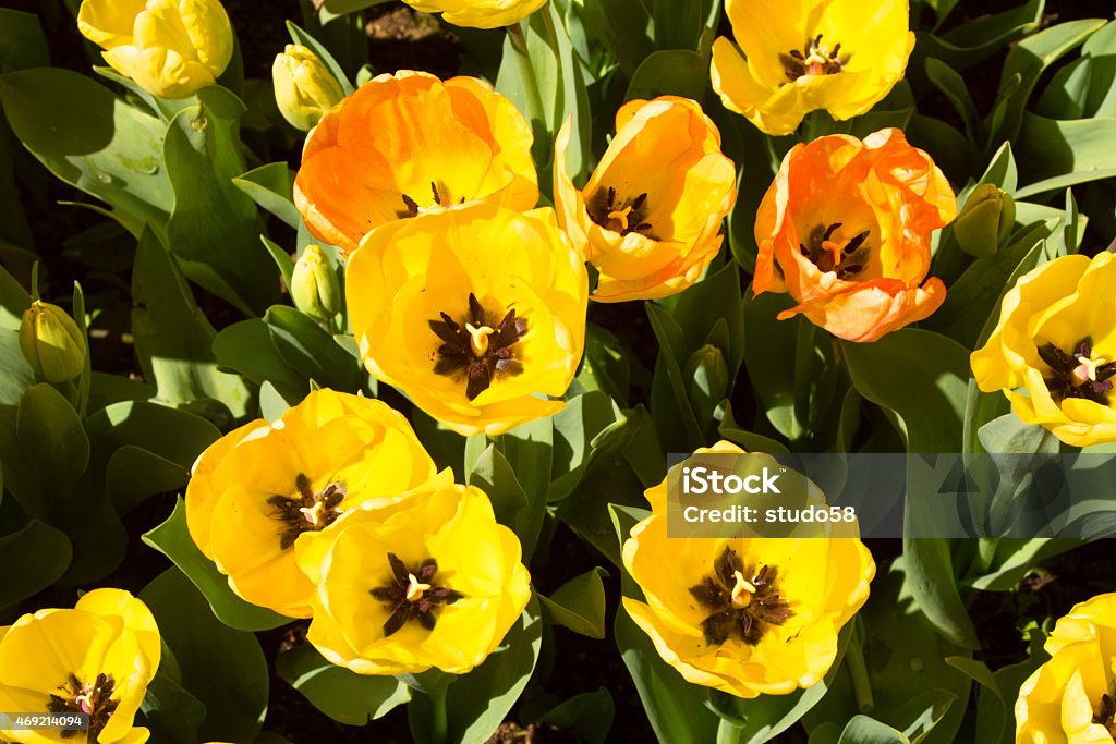 tulip yellow tulips 2015 Stock Photo