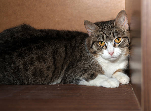istock Striped and white cat lying on shelf 469214666