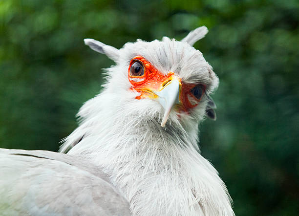 istock Secretarybird or secretary bird 469215268