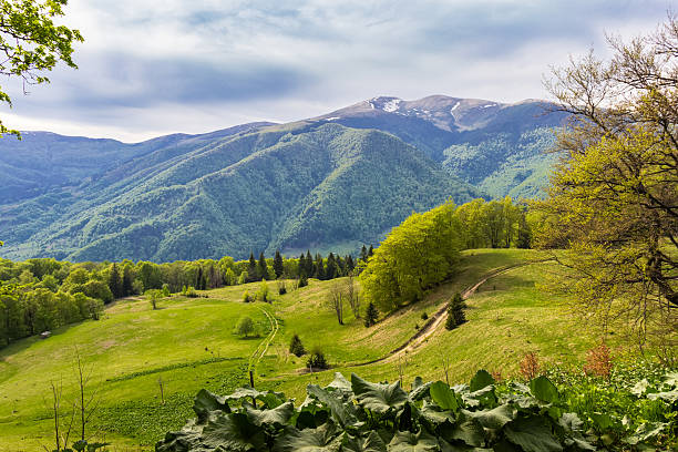 Carpathian spring landscape Mountain landscape with spring forest and mountain pasture in the foreground and the opposite slope of the valley with pine forest and snowfields on top of the ridge in the background. Carpathians. vernal utah stock pictures, royalty-free photos & images