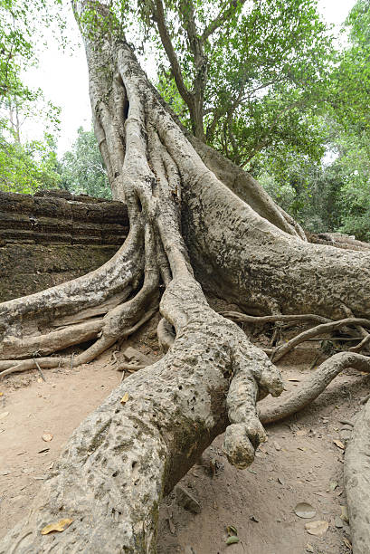 istock Ancient Khmer architecture. Ta Prohm temple with giant banyan tr 469217824