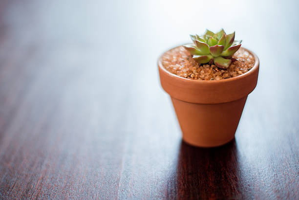 Shot of a succulent in a pot bathed in window lighthttp://195.154.178.81/DATA/i_collage/pu/shoots/785450.jpg