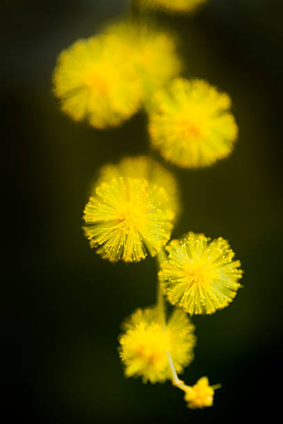 Mimosa yellow flowers macro view, vertical image with black background.