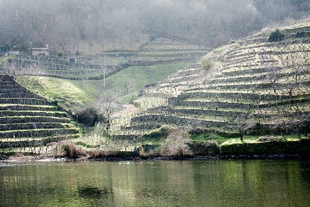 vigneto terrazza dal fiume miño, ribeira sacra. - fernando lugo foto e immagini stock