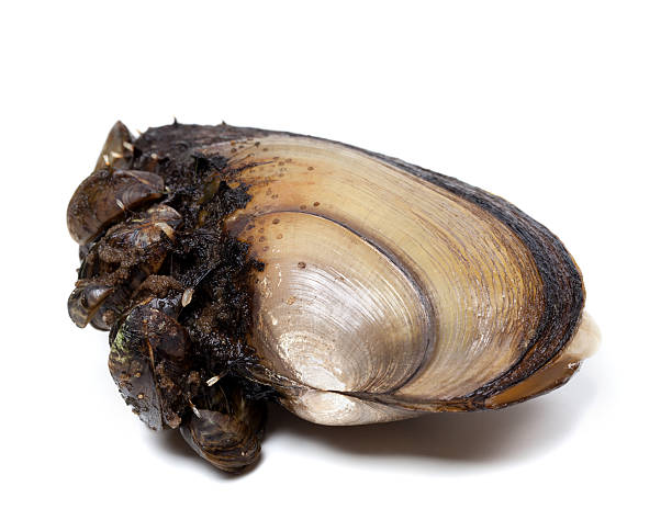 istock Anodonta (river mussels) overgrown with small mussels 469222444