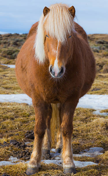 istock Pregnant Icelandic Horse 469222630
