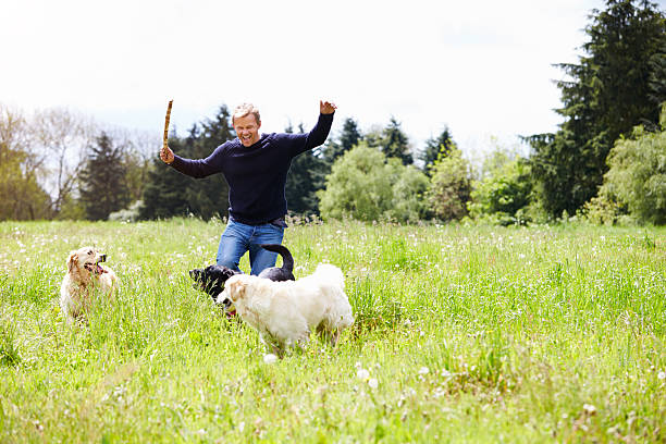 istock Man Exercising Dogs On Countryside Walk 469222836