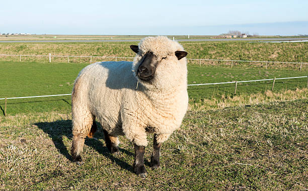hampshire down sheep in holland