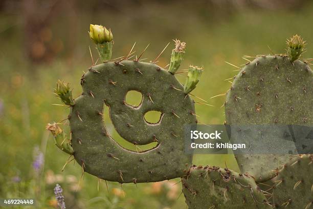 Smiling Cactus In A Field Stock Photo - Download Image Now - Cactus, Smiling, Greeting