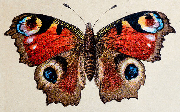 ilustraciones, imágenes clip art, dibujos animados e iconos de stock de pavo real europea (aglais io), insecto animales antigüedades de ilustración - illustration and painting engraved image engraving pencil drawing