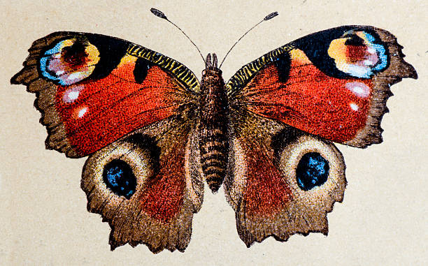 european paw (aglais io), owadów zwierząt antyczne ilustracja - paw print obrazy stock illustrations