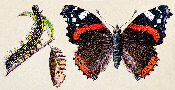 Red Admiral (Vanessa atalanta), insect animals antique illustration Red Admiral (Vanessa atalanta), insect animals antique illustration vanessa atalanta stock illustrations