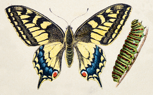 Old World swallowtail (Papilio machaon), insect animals antique illustration