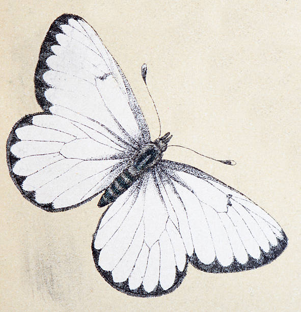 illustrazioni stock, clip art, cartoni animati e icone di tendenza di bianco-bianco (aporia crataegi venato), illustrazioni insetto animali antico - black veined white butterfly