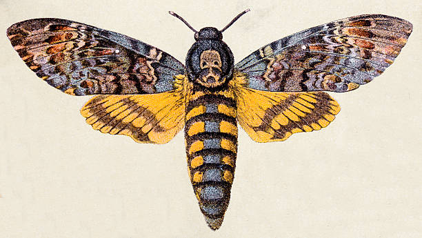 tod's head hawk moth (acherontia atropos), blatt tiere antiken illustrationen - engraved image victorian style engraving old fashioned stock-grafiken, -clipart, -cartoons und -symbole