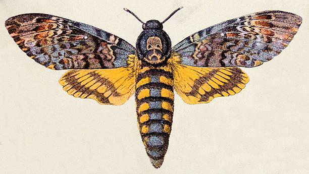 death's-head hawk moth (acherontia atropos), insect animals antique illustration - ölüm illüstrasyonlar stock illustrations