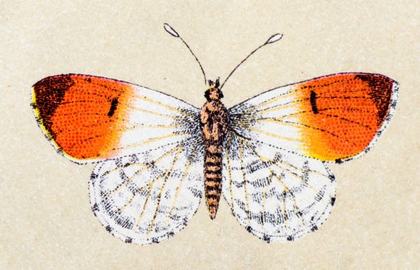 ilustrações de stock, clip art, desenhos animados e ícones de laranja ponta (anthocharis cardamines), insectos animais ilustração antigo - caterpillar isolated white background insect