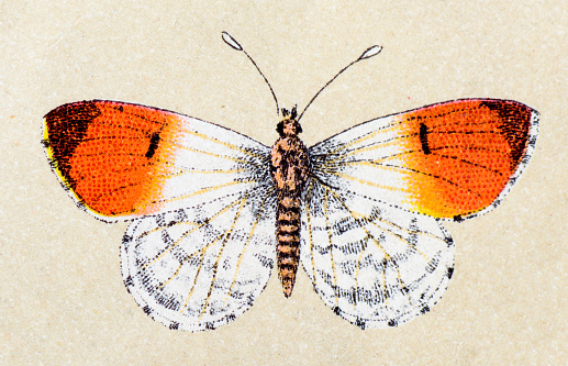 Orange tip (Anthocharis cardamines), insect animals antique illustration