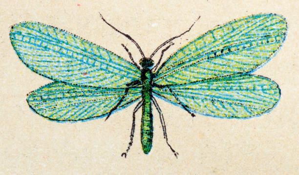 istock Common green lacewing (Chrysoperla carnea), insect animals antique illustration 469225524