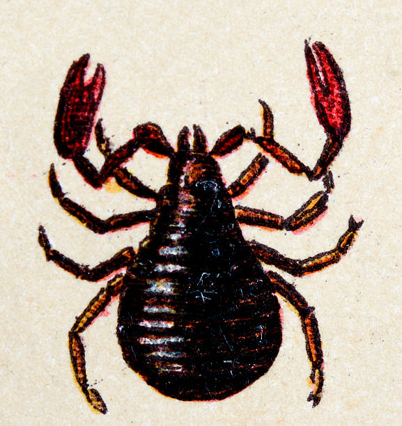 Pseudoscorpion (Chelifer cancroides), insect animals antique illustration Pseudoscorpion (Chelifer cancroides), insect animals antique illustration pseudoscorpion stock illustrations