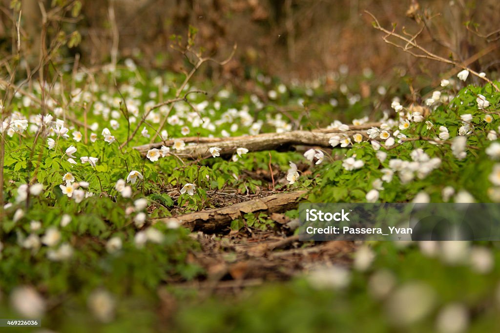 Ground level photo of tiny blooms and branches in the wild Switzerland 2015 Stock Photo
