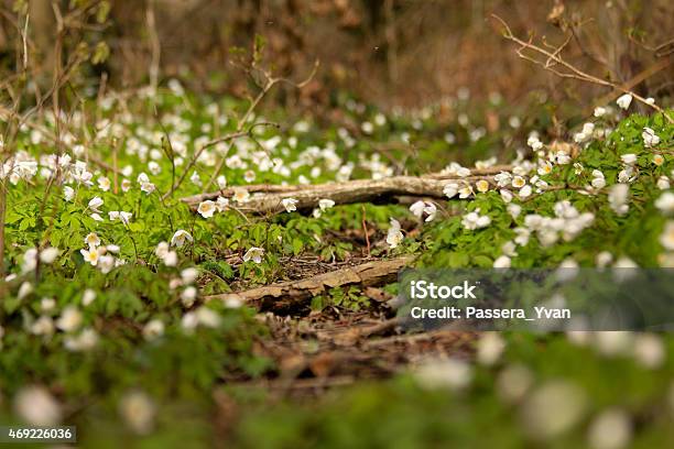 Ground Level Photo Of Tiny Blooms And Branches In The Wild Stock Photo - Download Image Now
