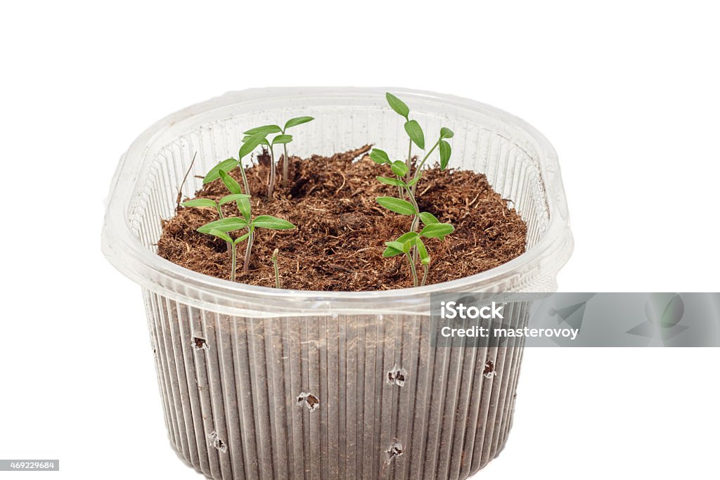 Seedlings of tomatoes in the box. Seedlings of tomatoes in the box. Isolated object 2015 Stock Photo