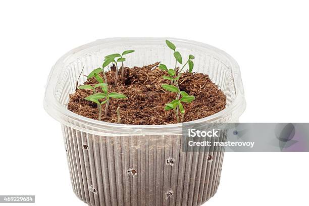 Seedlings Of Tomatoes In The Box Stock Photo - Download Image Now - 2015, Agriculture, Animal