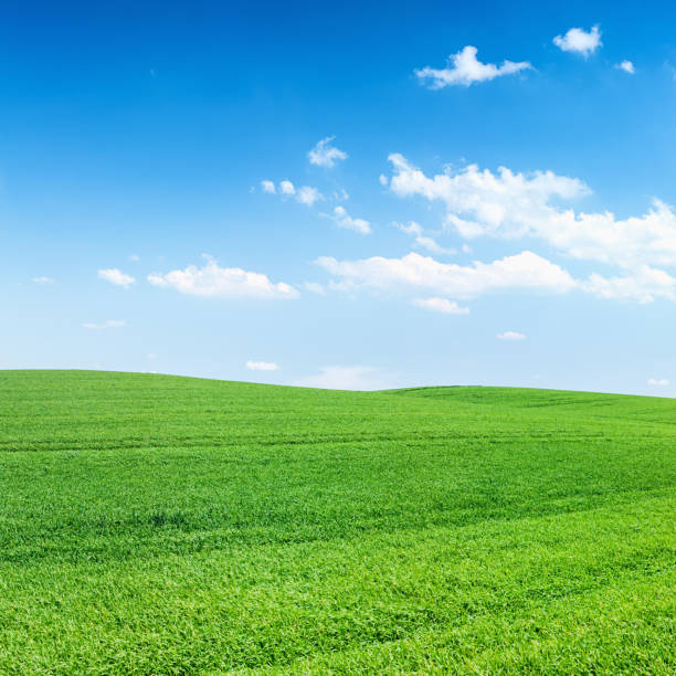 istock Square spring landscape 75MPix XXXXL - meadow, blue sky 469230360