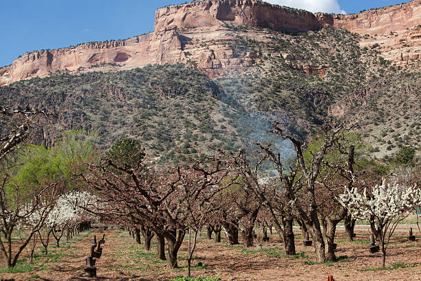 istock Spring Agriculture in the Grand Valley, CO 469231824