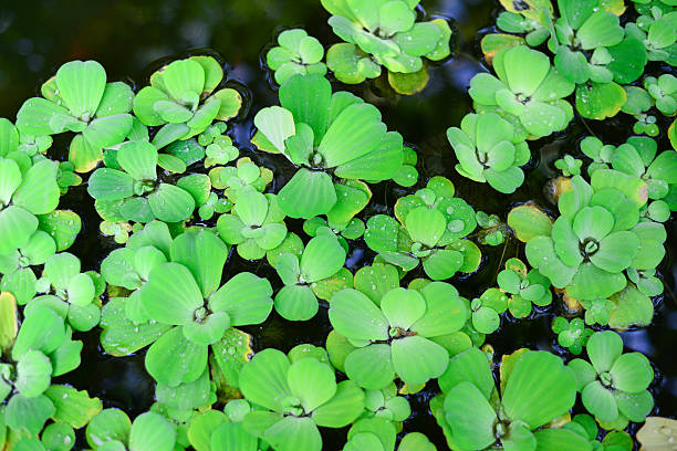 istock Water fern nature background 469233070
