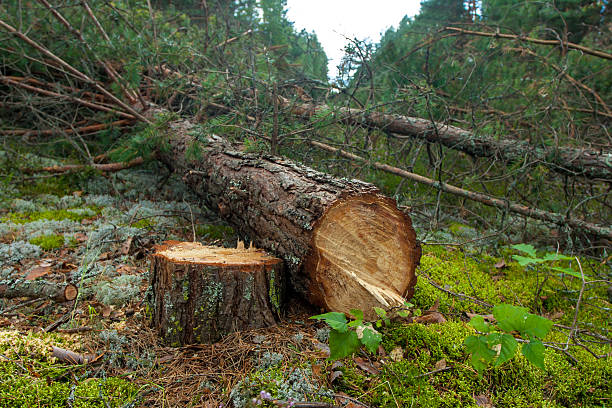 abatida um pinheiro na floresta - cutting tree moving down bark imagens e fotografias de stock