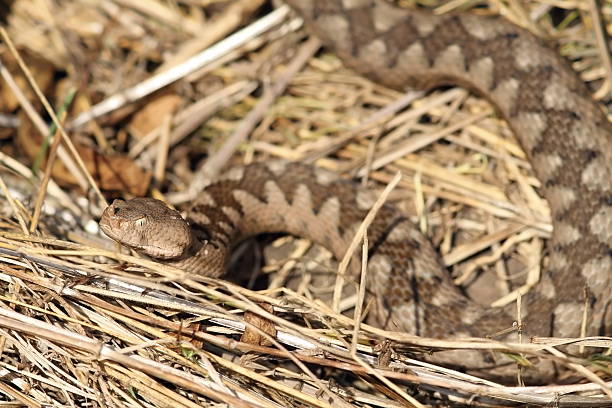 istock beautiful camouflage pattern of vipera ammodytes 469234090